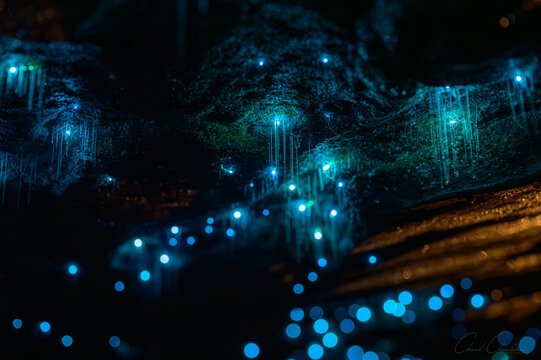 Close up of bioluminescent glow worms illuminating on rock wall with blue natural light. Captured in long exposure night photography, the bioluminescent larvae of a primitive fly Arachnocampa species