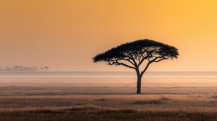 Lone Tree Silhouette Against Warm Sunrise in African Savanna Landscape with Golden Hues and Distant Horizon Under Soft Light
