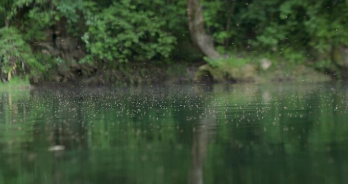 Swarm of mosquitoes hovering above the water surface of the Una River in Bosnia. Natural riverside habitat illustrating insects that can transmit mosquito-borne diseases in a forest ecosystem.