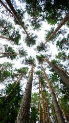 Fototapeta premium A vertical shot looks up through the trunks of tall, slender trees towards the sky. Lush green foliage fills the top portion