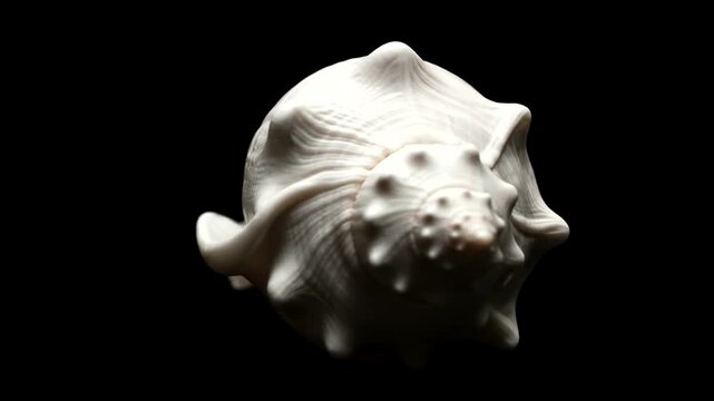White Conch Shell on Black Background.