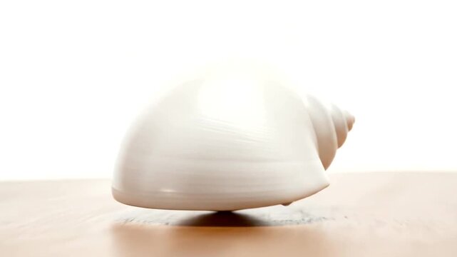 White Conch Shell on Wooden Surface.