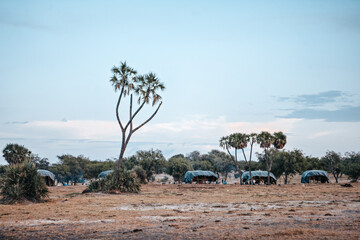 Fototapeta premium A cluster of nomadic huts stands together