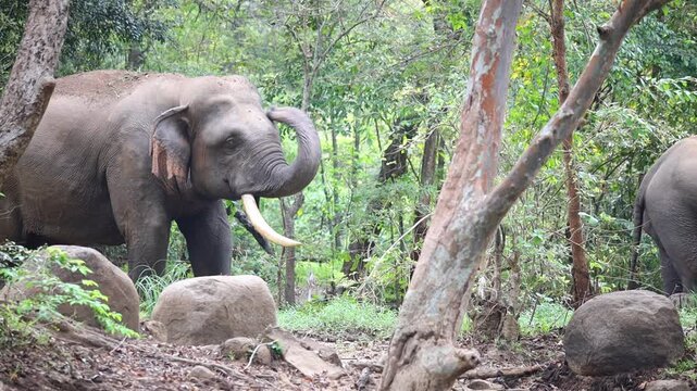Rare Wild Asian Tusker Elephant Raising Trunk in the Sri Lankan Jungle.