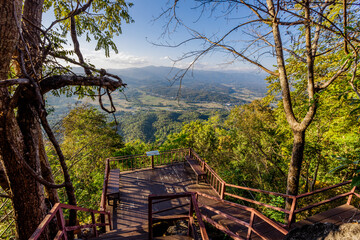 Fototapeta premium The natural backdrop of trees growing along canals, large reservoirs,the sea features many types of trees,including coconut,banana,and betel nut trees, as well as various grasses and weeds commonly.