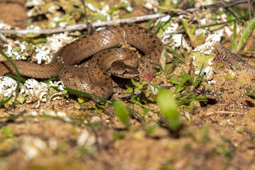 Naklejka premium Enroscándose en el solecito esta Culebra de escalera 