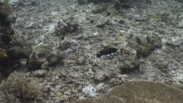 Clown triggerfish swimming around over the ocean floor in 4k