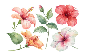 Watercolor Hibiscus Tropical Flower, Exotic Floral Art, vector illustration isolated on white background © Tanvir Rana