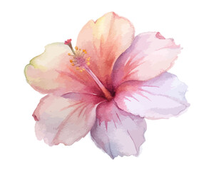 Watercolor Hibiscus Tropical Flower Illustration, Exotic Floral Art, isolated on white background © Tanvir Rana