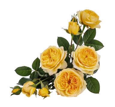Yellow roses flowers bouquet isolated on a transparent background