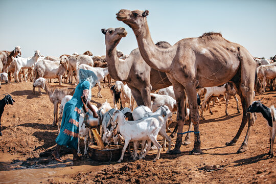 At the well, a woman pours water from in a barrel, as camels and goats drink side by side in the desert sun.