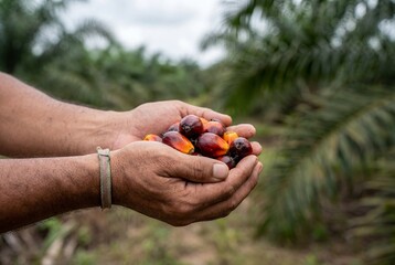 Farmer hands holding fresh red oil palm fruits ready for processing in the plantation field