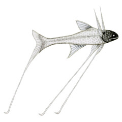 オオイトヒキイワシ イトヒキイワシ　深海魚 深海生物　水彩 イラスト