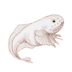 スネイルフィッシュ シンカイクサウオ　深海魚 深海生物　水彩 イラスト