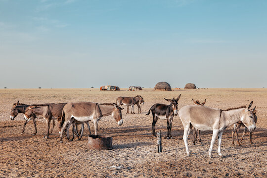 Hobbled donkeys, Chad