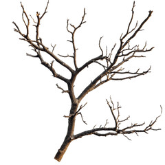 Broken rustic tree branch driftwood high resolution transparent png photo