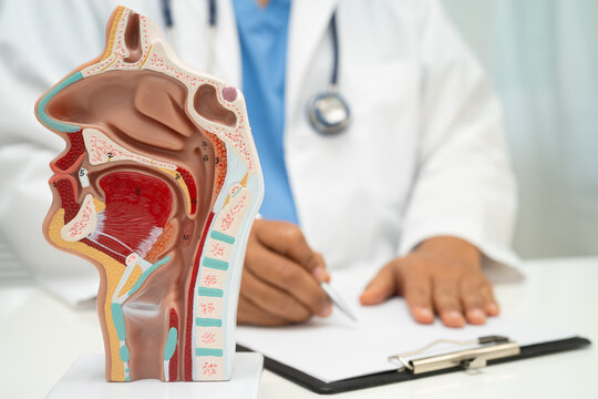 Asian doctor with nasal oral throat cavity neck human anatomy model for study diagnosis and treatment in hospital.