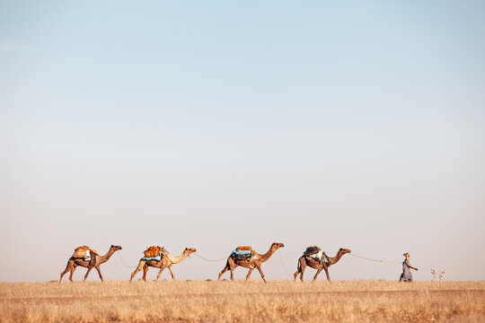 group of camels in the desert
