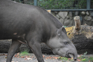 The South American tapir (Tapirus terrestris), Brazilian tapir (from the Tupi tapi'ira), lowland tapir or (in Portuguese) anta, is one of five species in the tapir family