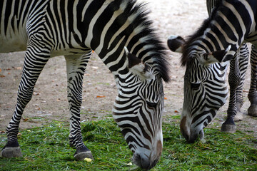 Obraz premium The Grevy's zebra or imperial zebra, is the largest extant wild equid and the largest and most threatened of the three species of zebra, the other two being the plains and the mountain zebra.