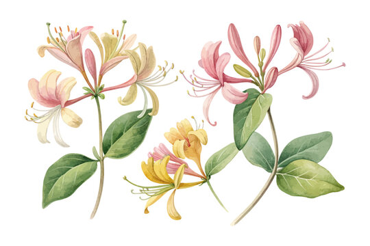 Watercolor Honeysuckle Flower Painting, Soft Botanical Clipart, vector illustration isolated on white background