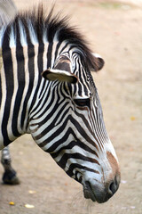Fototapeta premium The Grevy's zebra or imperial zebra, is the largest extant wild equid and the largest and most threatened of the three species of zebra, the other two being the plains and the mountain zebra.