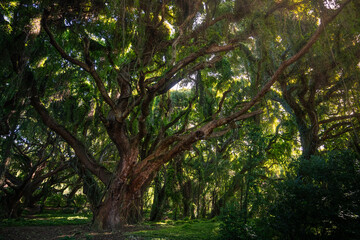 Obraz premium giant tree