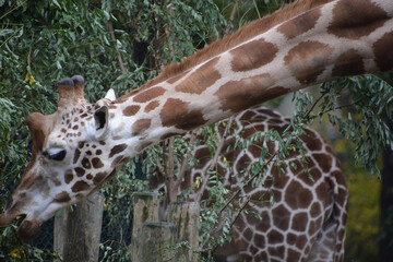 The giraffe (Giraffa camelopardalis) is an African even-toed ungulate mammal, the tallest of all extant land-living animal species, and the largest ruminant. © Daniel Meunier