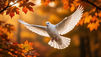 Obraz premium Soaring Dove in Autumn's Embrace: A pristine white dove, symbolizing peace and freedom, gracefully takes flight amidst the vibrant tapestry of autumnal leaves.