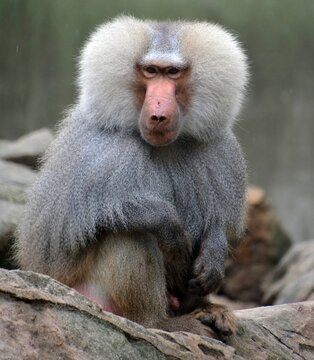 Cercopithecinae Examples Cercopithecinae Images – Browse 1,540 Stock Photos, Vectors, and Video ...