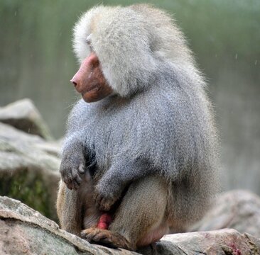 Baboons are Old World monkeys belonging to the genus Papio, part of the subfamily Cercopithecinae which are found natively in very specific areas of Africa and the Arabian Peninsula