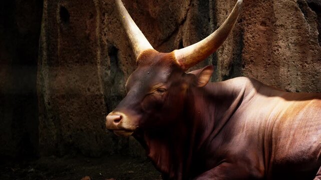 Brown Water Buffalo with Long Horns Lying Down on the Ground