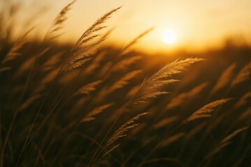 Naklejka premium Golden Sunset Over Swaying Grass