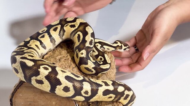 Coiled Ball Python Snake Being Handled on a Wooden Log