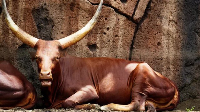 Brown Water Buffalo with Long Horns Lying Down on the Ground