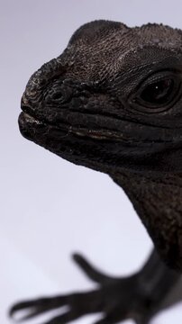Close Up Profile of a Black Hydrosaurus Sailfin Lizard Opening Its Mouth
