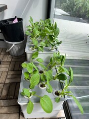 green growing at balcony with hydroponic wick system