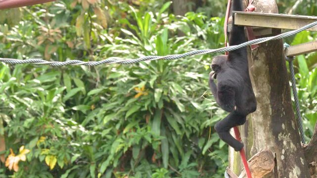 Black Gibbon Hanging from a Tree and Eating in a Zoo Enclosure