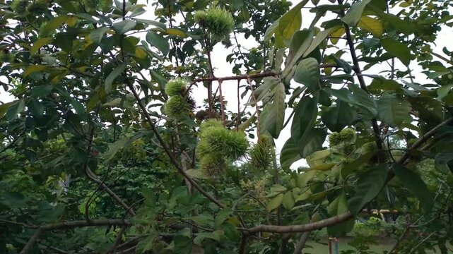 Green unripe rambutan fruits hanging on the tree branch with green leaves