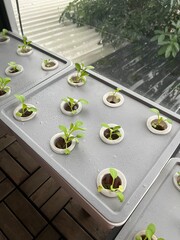 green growing at balcony with hydroponic wick system