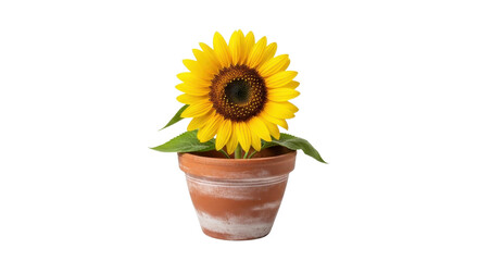 Obraz premium Bright yellow sunflower in terracotta pot with green leaves, isolated PNG with Transparent Background