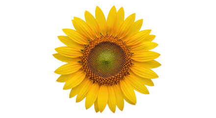 Fototapeta premium Vibrant yellow sunflower on isolated transparent background
