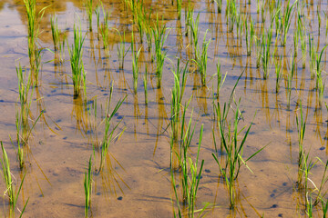 Young Rice Plants Growing in Flooded Paddy Field, Java, Indonesia