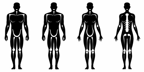 Anatomical silhouettes displaying human figures with varying internal views