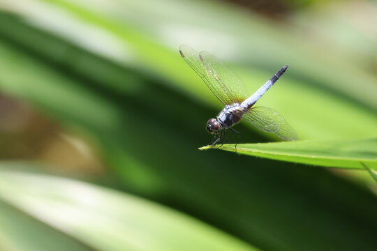 Male Blue Dragonfly - Blue dasher (Brachydiplax chalybea) resting on the tip of a leaf, under the bright sunlight. Note the bright blue color which identifies it as a male.