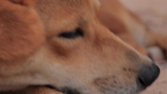 portrait of a dog
