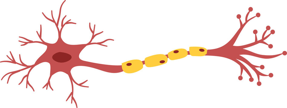 Nerve Cell Neuron, Neuron Cell, human sensory neuron