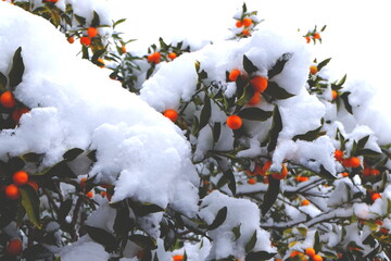 キンカン　降雪