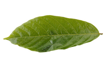 Obraz premium green cocoa leaf isolated on a transparent background
