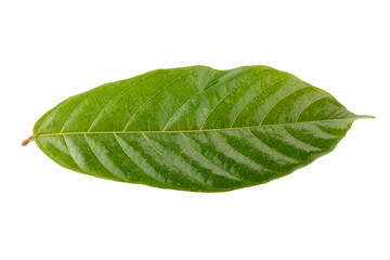 Fototapeta premium green cocoa leaf isolated on a transparent background